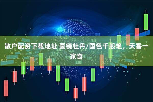 散户配资下载地址 圆镜牡丹/国色千般艳，天香一家奇